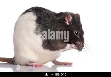 Rat noir et blanc en face d'un fond blanc, studio shot Banque D'Images