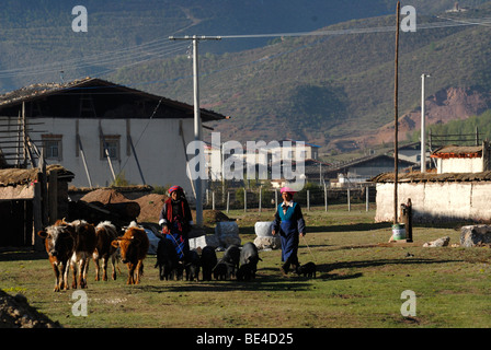 Les femmes tibétaines à l'avant de l'Est gîte rural tibétain noir élevage des porcs, des bovins et les yaks au pâturage près de Shangri La, l'Est Ti Banque D'Images