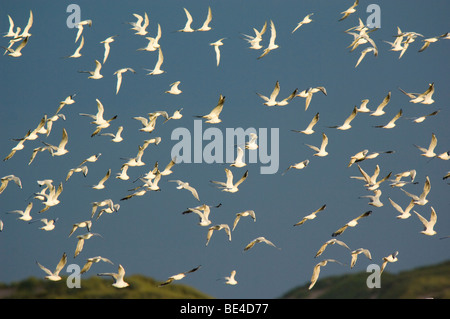 Troupeau de goélands à tête noire, Larus ridibundus, Sandwich et sternes, Sterna sandvicensis, survolant les dunes de sable Banque D'Images