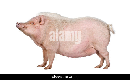 Vue latérale du porc miniature Gottingen standing in front of white background, studio shot Banque D'Images