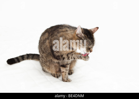 Chat domestique elle-même de nettoyage Banque D'Images