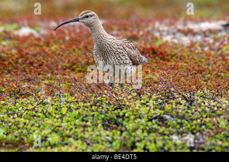 Courlis corlieu (Numenius phaeopus), toundra sans arbres dans le nord de la Norvège, de l'Europe Banque D'Images