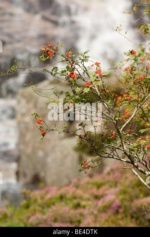 L'Allt Bhuidhe cascade, Glen Muick, et les baies rouges de Rowan arbres, Sorbus aucuparia. Banque D'Images