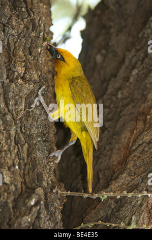 Ours à lunettes, weaver Ploceus ocularis, Kruger National Park, Afrique du Sud Banque D'Images