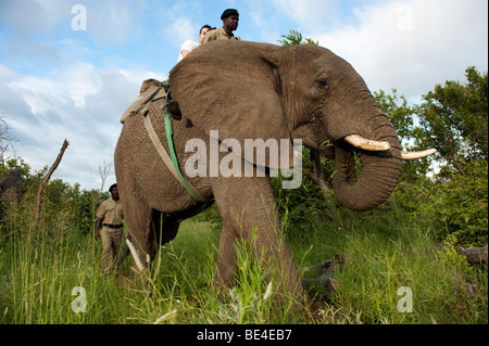 Safari à dos d'éléphant, Réserve Kapama Game, Parc National Kruger, Afrique du Sud Banque D'Images