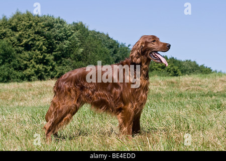 Setter Irlandais, chien, debout sur une pelouse, sur le côté Banque D'Images