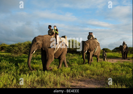 Safari à dos d'éléphant, Réserve Kapama Game, Parc National Kruger, Afrique du Sud Banque D'Images