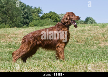 Setter Irlandais, chien, debout sur une pelouse, sur le côté Banque D'Images