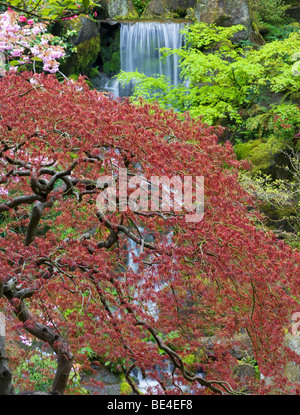 Cascades et fleurs de cerisier avec le début de la croissance de l'érable japonais. Portland Oregon, jardins japonais. Banque D'Images