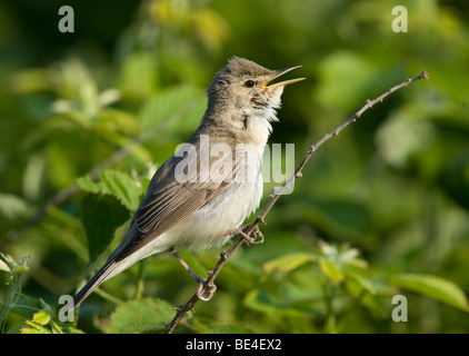 Eastern Olivaceous Warbler (Hippolais pallida) Banque D'Images