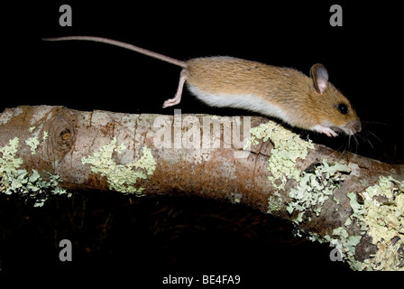 Souris en bois (Apodemus sylvaticus) Banque D'Images