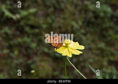 Un papillon assis sur une fleur Banque D'Images