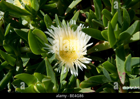 Hottentots Carpobrotus edulis (Fig) Banque D'Images