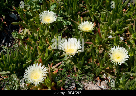 Hottentots Carpobrotus edulis (Fig) Banque D'Images