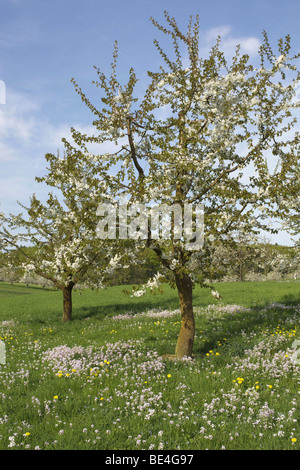 Printemps prairie avec blossoming cherry trees dans le canton Bâle-Campagne, Suisse, Europe Banque D'Images