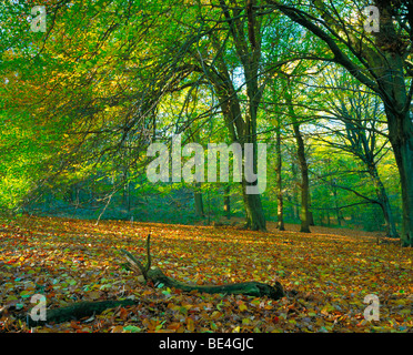 Lickey Hills Country Park Birmingham les arbres et les feuilles à l'automne Banque D'Images