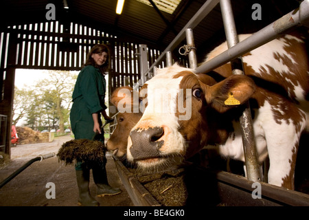 Les élèves à l'Oathall Community College à Irvine dans West Sussex UK bénéficient d'une ferme sur le terrain de l'école Banque D'Images