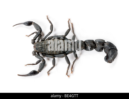 Portrait de Scorpion, Androctonus mauretanicus, against white background, studio shot Banque D'Images