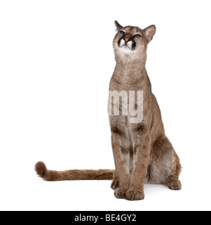 Portrait de cub Puma, Puma concolor, 1 ans, assis contre white background, studio shot Banque D'Images