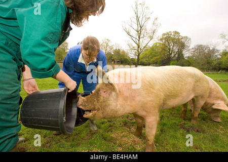 Les élèves à l'Oathall Community College à Irvine dans West Sussex UK bénéficient d'une ferme sur le terrain de l'école Banque D'Images