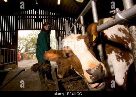 Les élèves à l'Oathall Community College à Irvine dans West Sussex UK bénéficient d'une ferme sur le terrain de l'école Banque D'Images