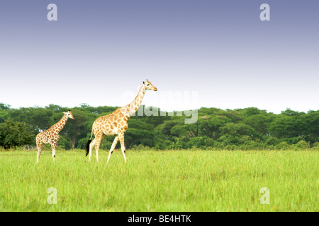 Rothschild giraffes dans Murchison Falls National Park dans l'Ouganda. Banque D'Images