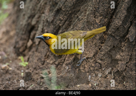 Ours à lunettes, weaver Ploceus ocularis, Kruger National Park, Afrique du Sud Banque D'Images