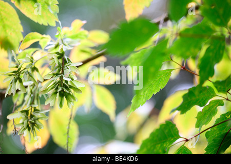 Feuilles de vigne Maple Acer cissifolium l'été à l'automne changement de saison - fine art photography Photographie JABP Jane-Ann Butler594 Banque D'Images