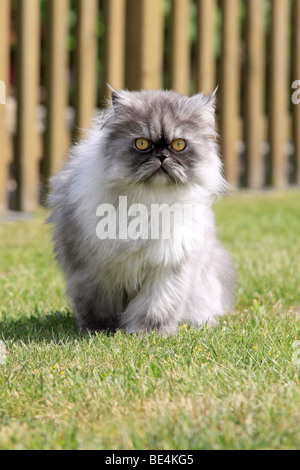 Chat persan gris sur la pelouse Banque D'Images
