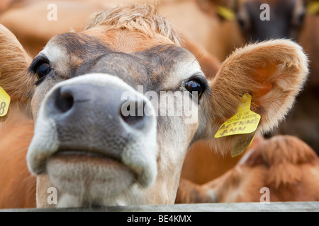 Vaches de Jersey sur une ferme dans le Yorkshire Dales près de Bainbridge, UK. Banque D'Images