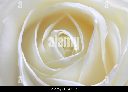 Rose blanche (Rosa), Close-up Banque D'Images