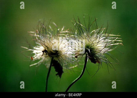 Petit Pasque Flower en été Banque D'Images