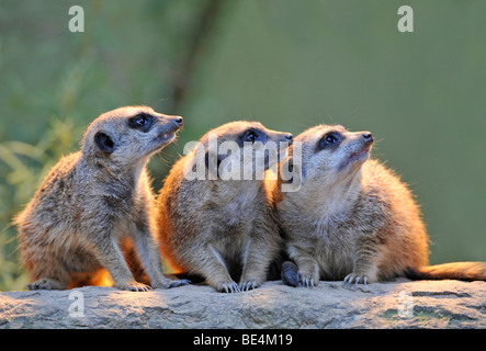 Meerkat (Suricata suricatta), les jeunes Banque D'Images