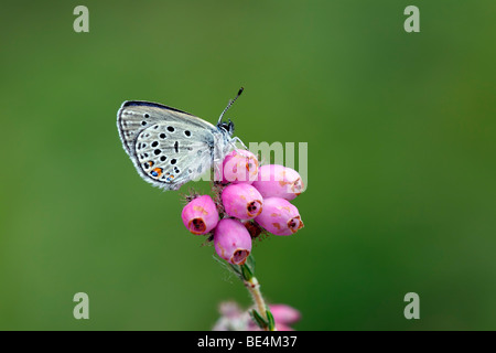 Cranberry mâle bleu (Plebejus optilete Plebeius optilete) (papillon) assis sur des feuilles de bruyère (Erica tetralix) Banque D'Images