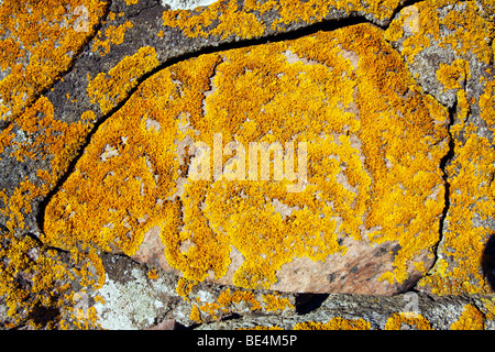 Orange commun Lichen, lichen jaune, Maritime Sunburst (Lichen Xanthoria parietina) croissant sur un vieux mur de pierre, de lichen foliacé Banque D'Images