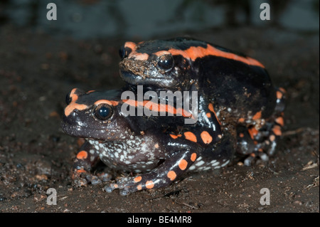 L'accouplement de grenouilles en caoutchouc bagués (Phrynomantis bifasciatus), Kruger National Park, Afrique du Sud Banque D'Images