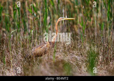 Héron pourpré (Ardea purpurea) la chasse dans les roseaux, Burgenland, Autriche, Europe Banque D'Images