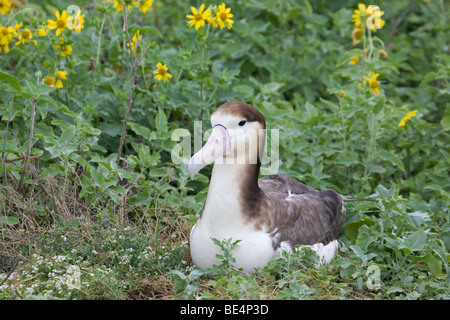 Les Albatros à queue courte, Phoebastria albatrus Banque D'Images