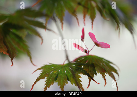 Acer palmatum Seiryu Tree l'été à l'automne Saison- Fine art Photography Photographie JABP Jane-Ann Butler598 Banque D'Images