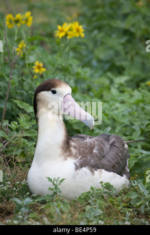 Les Albatros à queue courte (Phoebastria albatrus} Banque D'Images