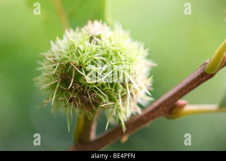 Henry's chestnut Castanea Henryi l'été à l'automne - fine art photography Photographie JABP Jane-Ann Butler593 Banque D'Images