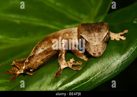 Feuille gecko à queue lance (Uroplatus ebenaui), Nosy Be, Nord de Madagascar, Madagascar, Afrique Banque D'Images