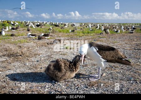 Laysan Albatros parent nourrissant un jeune poussin dans une colonie d'albatros sur l'atoll Midway Banque D'Images