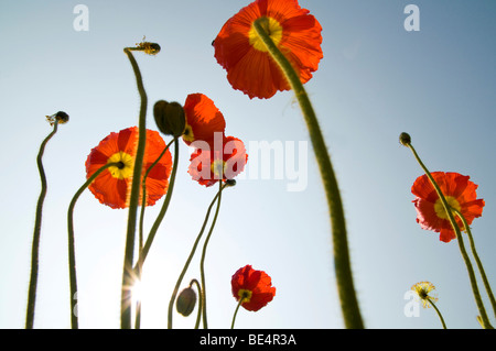 L'Islande pavot (Papaver nudicaule) Banque D'Images