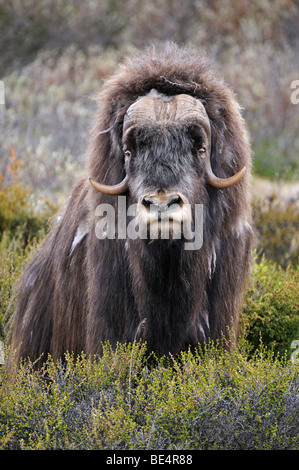 Le Boeuf musqué (Ovibos moschatus), Bull Banque D'Images