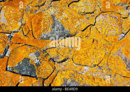 Orange commun Lichen, lichen jaune, Maritime Sunburst (Lichen Xanthoria parietina) croissant sur un vieux mur de pierre, de lichen foliacé Banque D'Images