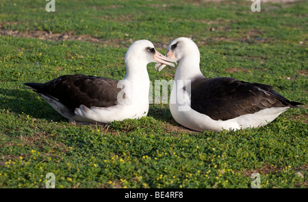 Deux albatros de Laysan touchant des beaks tout en courrant sur l'île Midway Banque D'Images