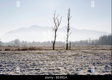 L'hiver dans les Benediktbeuern Kochel marécage, marais, avec Italia und Heimgarten, Upper Bavaria, Germany, Europe Banque D'Images