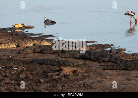 Groupe de crocodiles agresseur marais à bord des lacs avec cigogne peinte à l'arrière-plan d'oiseaux Yala Sri Lanka Banque D'Images