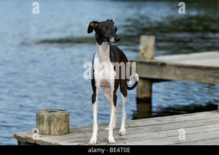 Le Lévier italien à côté du lac Dock Banque D'Images